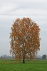 Herbstbirke