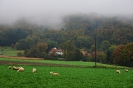 Schafe im Herbst