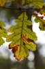 Herbstblatt