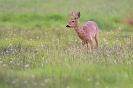 Säugetiere