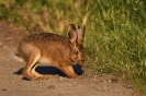 Hase mit 3/4 Ohr