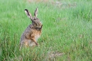 Hase