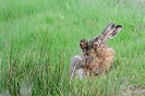 Hase
