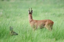 Rehbock & Ricke