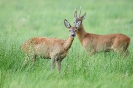 Rehbock & Ricke