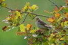Wiesenpieper