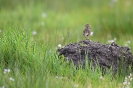 Wiesenpieper