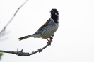 Rohrammer ♂