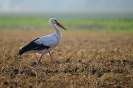 Weißstorch