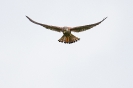 Turmfalke