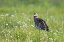 großer Brachvogel