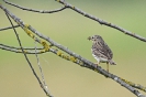 Wiesenpieper