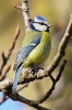 Blaumeise