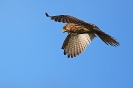 Turmfalke